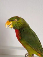 Groene Lori - Afbeelding 2