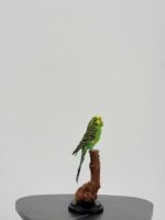 Grasparkiet op houten voet taxidermie – foto 3