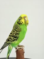 Grasparkiet op houten voet taxidermie – foto 5