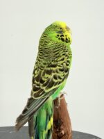 Grasparkiet op houten voet taxidermie – foto 6