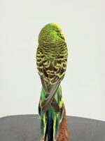 Grasparkiet op houten voet taxidermie – foto 8