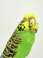 Grasparkiet op houten voet taxidermie – foto 9