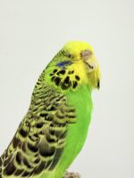 Grasparkiet op houten voet taxidermie – foto 7