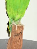Grasparkiet op houten voet taxidermie – foto 10