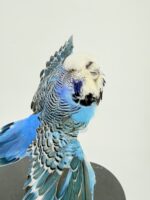 Blauwe grasparkiet met gespreide vleugels - Afbeelding 3