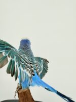 Blauwe grasparkiet met gespreide vleugels - Afbeelding 5