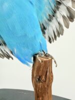 Blauwe grasparkiet met gespreide vleugels - Afbeelding 2