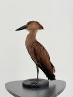 Hamerkop op zwarte sokkel - Afbeelding 4