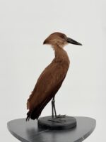Hamerkop op zwarte sokkel - Afbeelding 6
