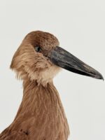 Hamerkop op zwarte sokkel - Afbeelding 3