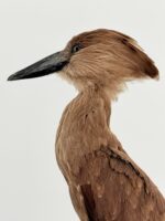Hamerkop op zwarte sokkel - Afbeelding 9
