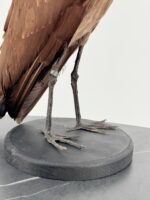 Hamerkop op zwarte sokkel - Afbeelding 10