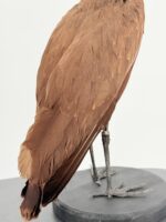 Hamerkop op zwarte sokkel - Afbeelding 7