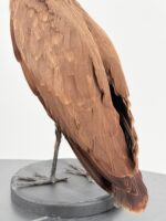 Hamerkop op zwarte sokkel - Afbeelding 8