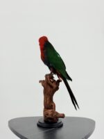 Taxidermie Koningsparkiet op houten stronk - Afbeelding 7