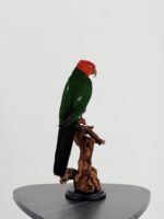 Taxidermie Koningsparkiet op houten stronk - Afbeelding 4