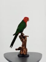 Taxidermie Koningsparkiet op houten stronk - Afbeelding 5