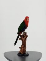 Taxidermie Koningsparkiet op houten stronk - Afbeelding 6