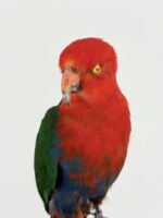 Taxidermie Koningsparkiet op houten stronk - Afbeelding 3