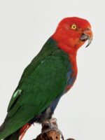 Taxidermie Koningsparkiet op houten stronk - Afbeelding 10
