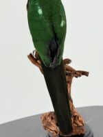 Taxidermie Koningsparkiet op houten stronk - Afbeelding 9