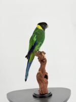 Australische ringnekparkiet ‘Twenty‑eight’ op hout - Afbeelding 4