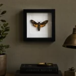Doodshoofdvlinder Acherontia atropos in lijst