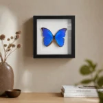 Blauwe Morpho vlinder in lijst