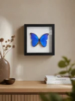 Blauwe Morpho vlinder in lijst