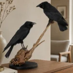 Raaf-duo op drijfhout taxidermie