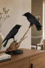 Raaf-duo op drijfhout taxidermie