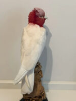 Roze Kaketoe - Afbeelding 2