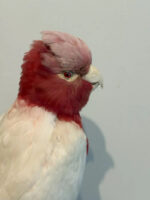 Roze Kaketoe - Afbeelding 3