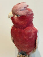 Roze Kaketoe - Afbeelding 4
