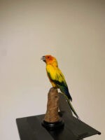 Zonparkiet - Afbeelding 2