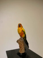 Zonparkiet - Afbeelding 4