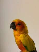 Zonparkiet - Afbeelding 5